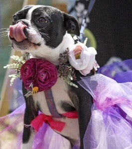 Violet, the Boston Terrier, dresses as a fairy princess -- Cain Madden | Tidewater News