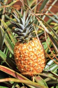 The modern, delicious, machine processable Dole pineapple.