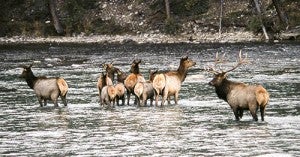 An elk herd is on the alert for wolves in the Bow River.