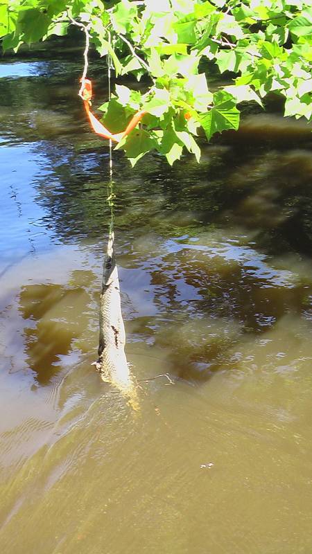 Catch Catfish Using Limb Lines - Instructables