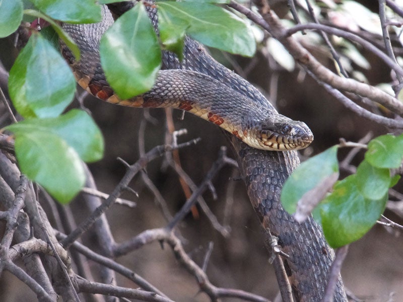 northern watersnake