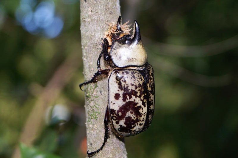 horned hercules beetle