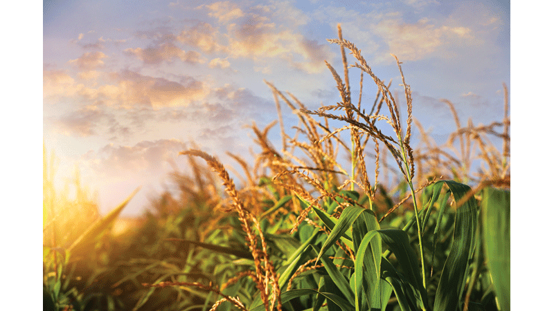 Sweet corn harvest time arrives - The Tidewater News | The Tidewater News